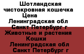 Шотландская чистокровная кошечка › Цена ­ 8 500 - Ленинградская обл., Санкт-Петербург г. Животные и растения » Кошки   . Ленинградская обл.,Санкт-Петербург г.